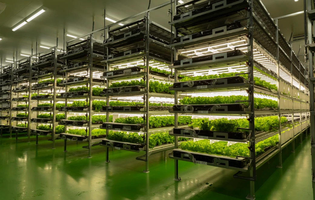 水耕栽培プールを用いた植物工場