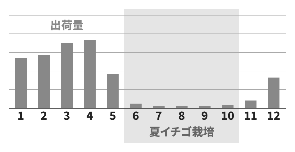 夏イチゴ栽培