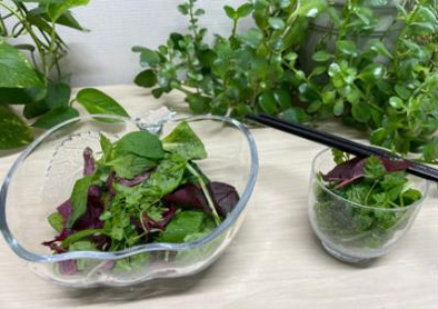 収穫した野菜をサラダにした様子