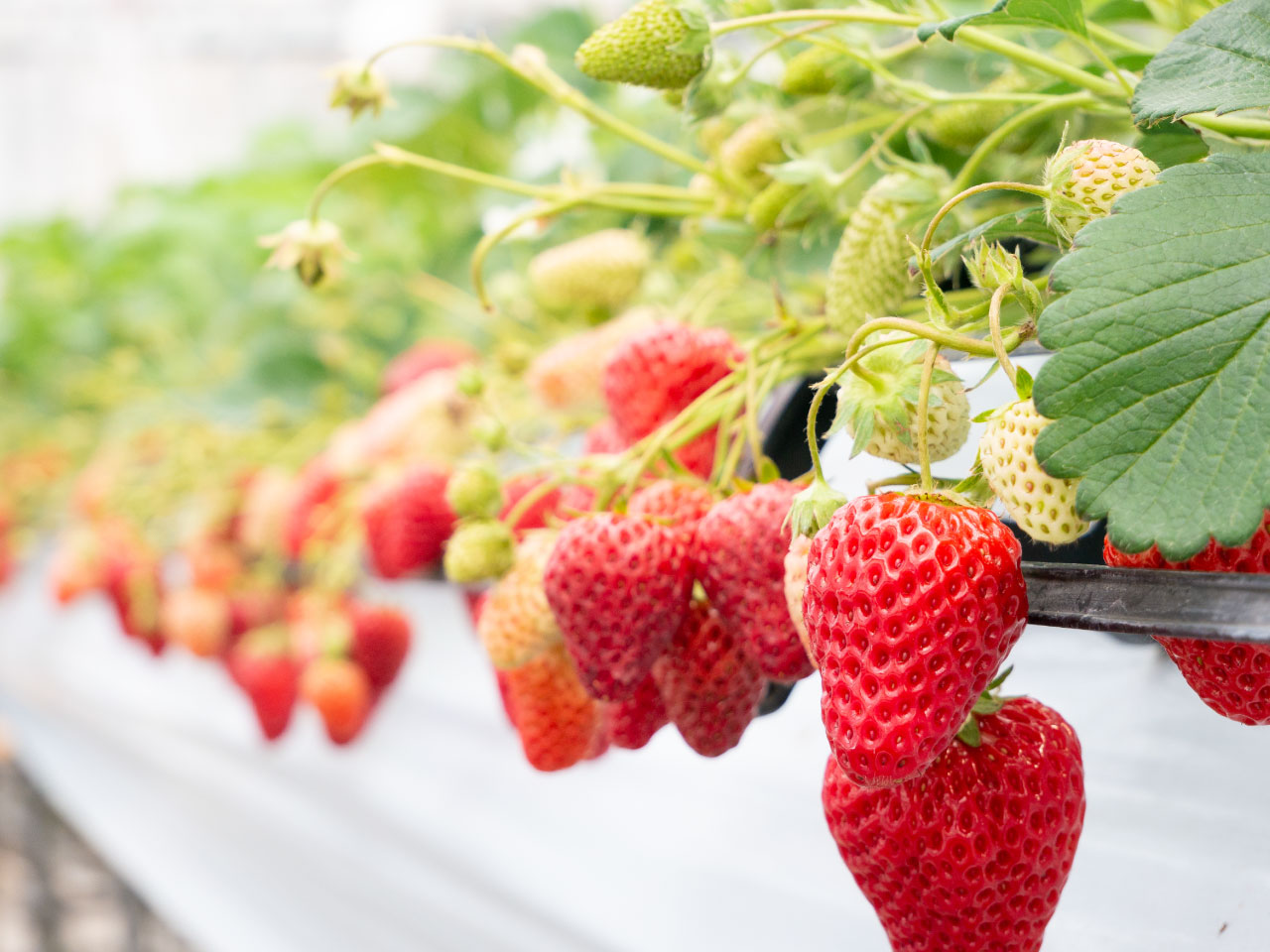 アグリ・エンジニアリング部